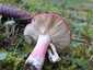 Barnulóhúsú galambgomba (Russula xerampelina), Őrség